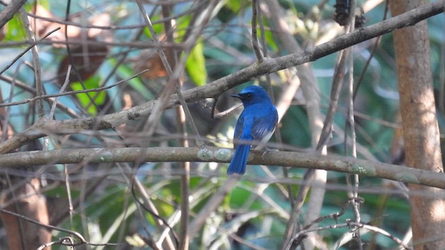 Blue-throated Flycatcher - ML614594285