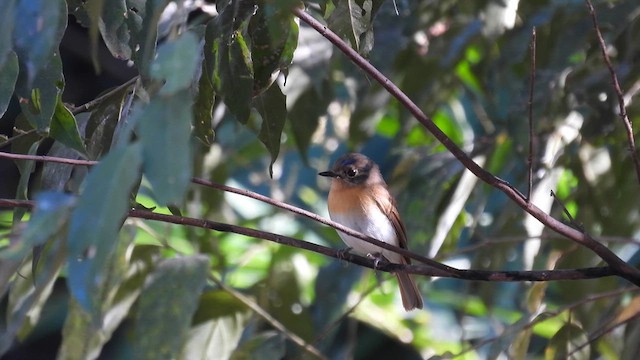 Blue-throated Flycatcher - ML614594286