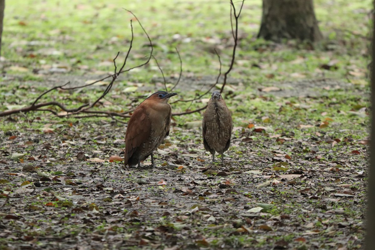 Malayan Night Heron - ML614594302