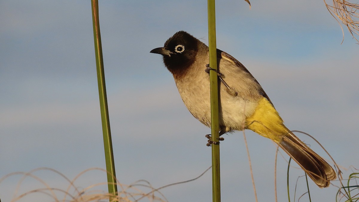 White-spectacled Bulbul - ML614594305