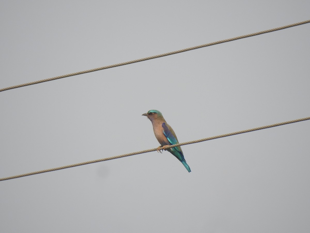 Indochinese Roller - ML614594309