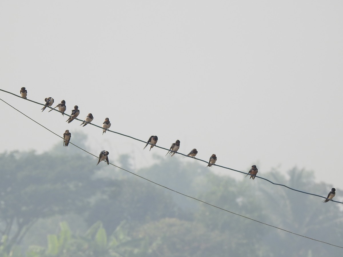 Barn Swallow - ML614594312