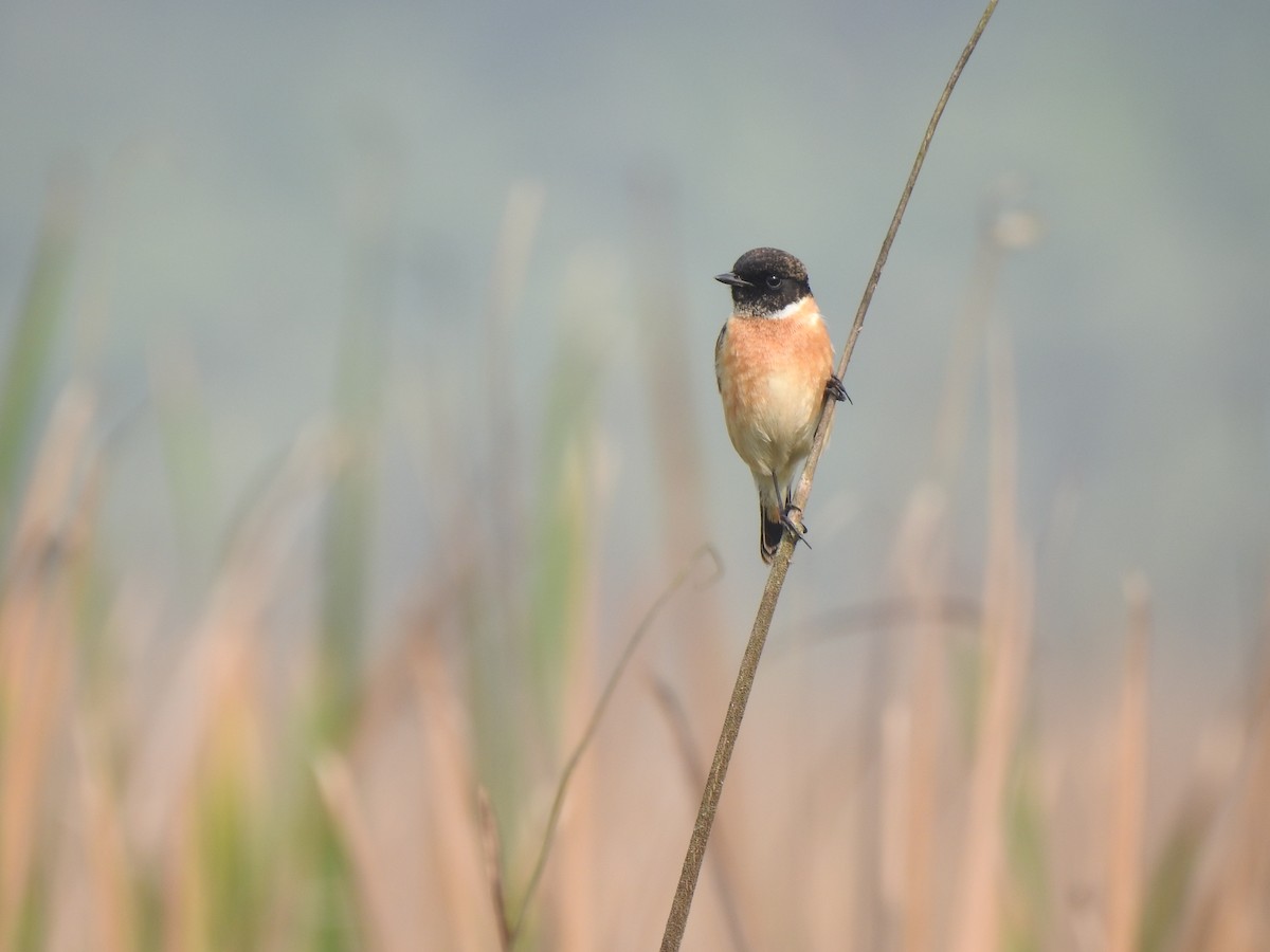 Siberian Stonechat - ML614594315