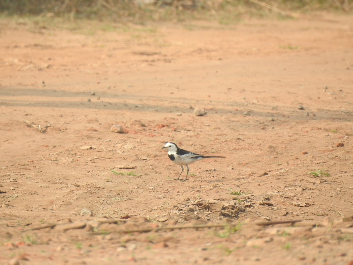 White Wagtail - ML614594317