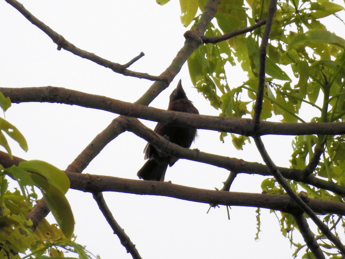 Purple-throated Fruitcrow - ML614594321