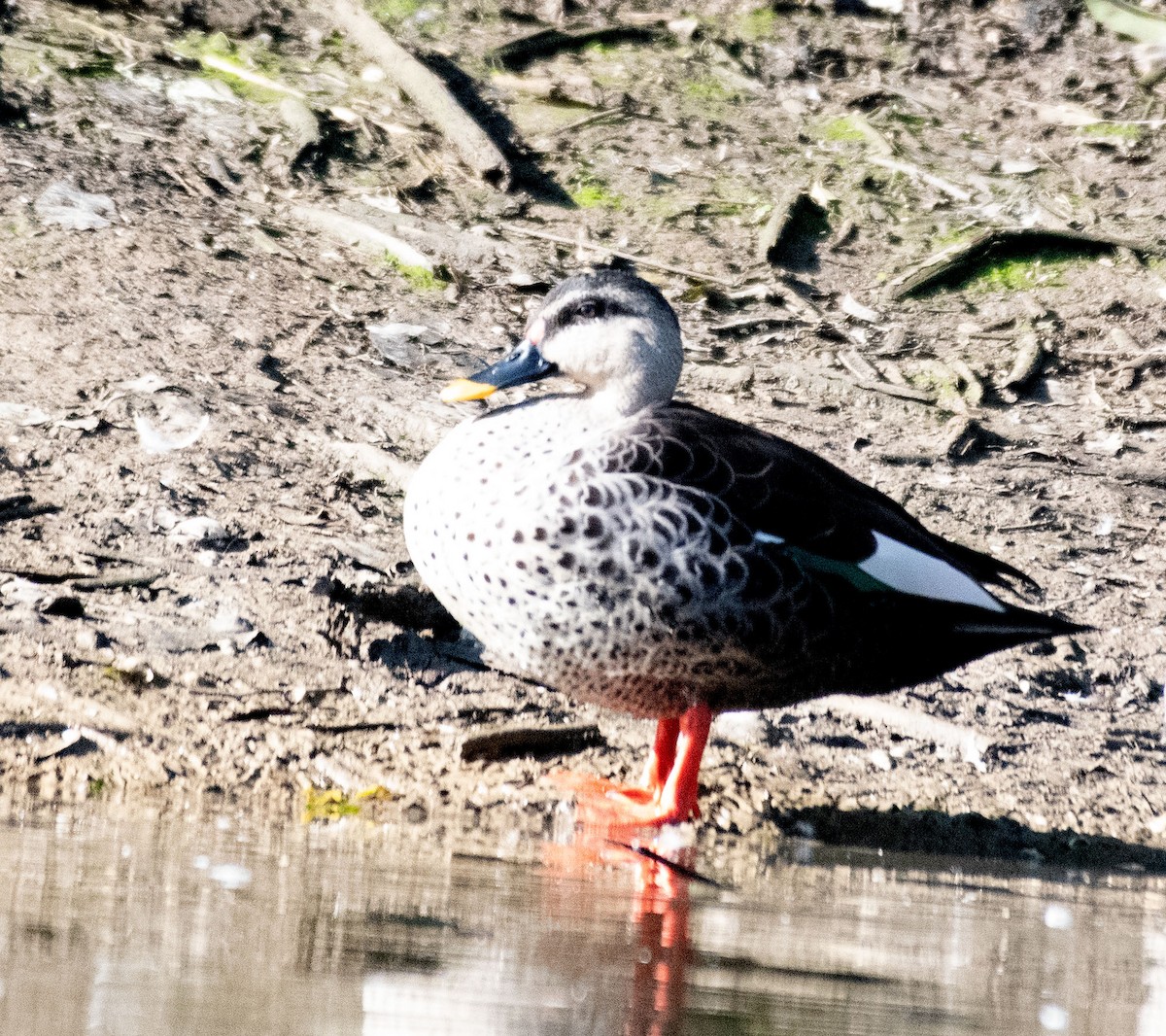 Indian Spot-billed Duck - ML614594406