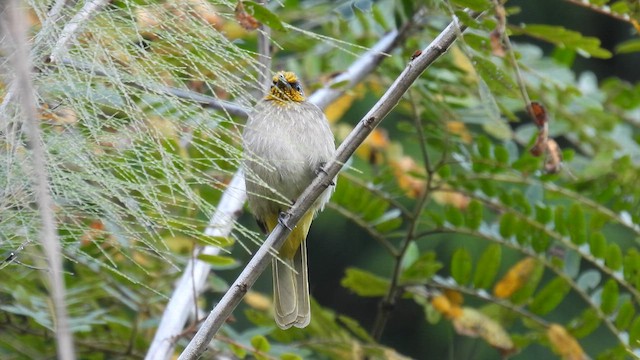 Stripe-throated Bulbul - ML614594441