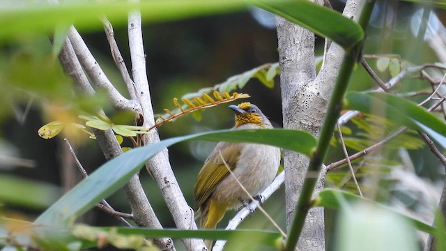 Stripe-throated Bulbul - ML614594442