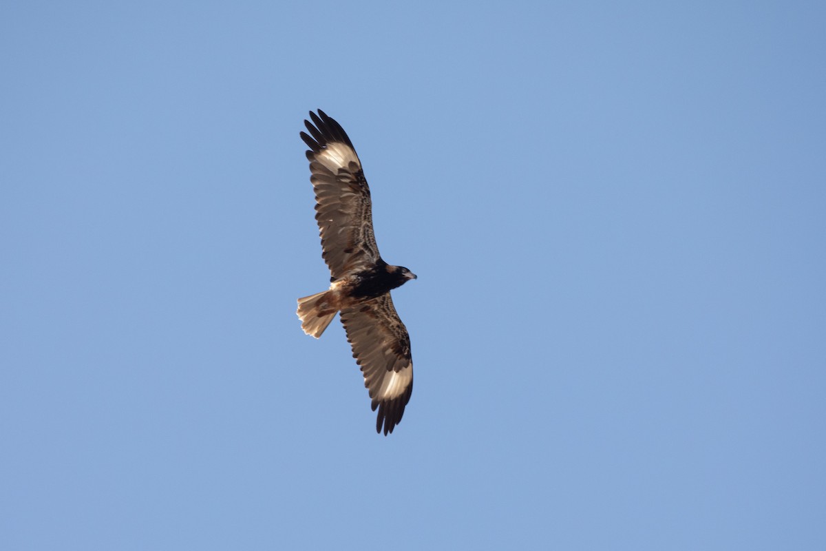 Black-breasted Kite - ML614594452