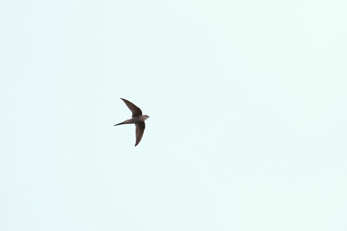 Pacific Swift - ML614594456