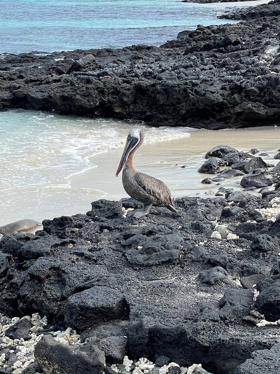 Brown Pelican (Galapagos) - ML614594475
