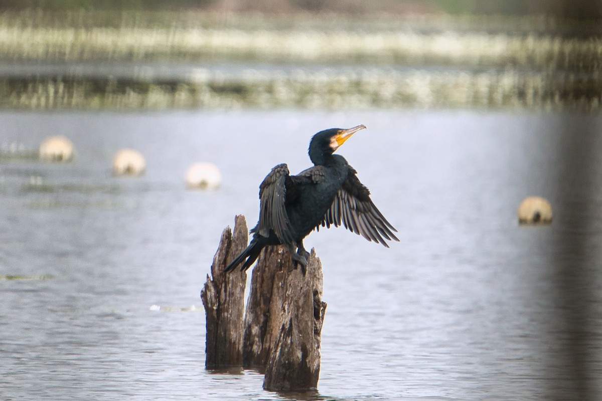 Great Cormorant - ML614594487