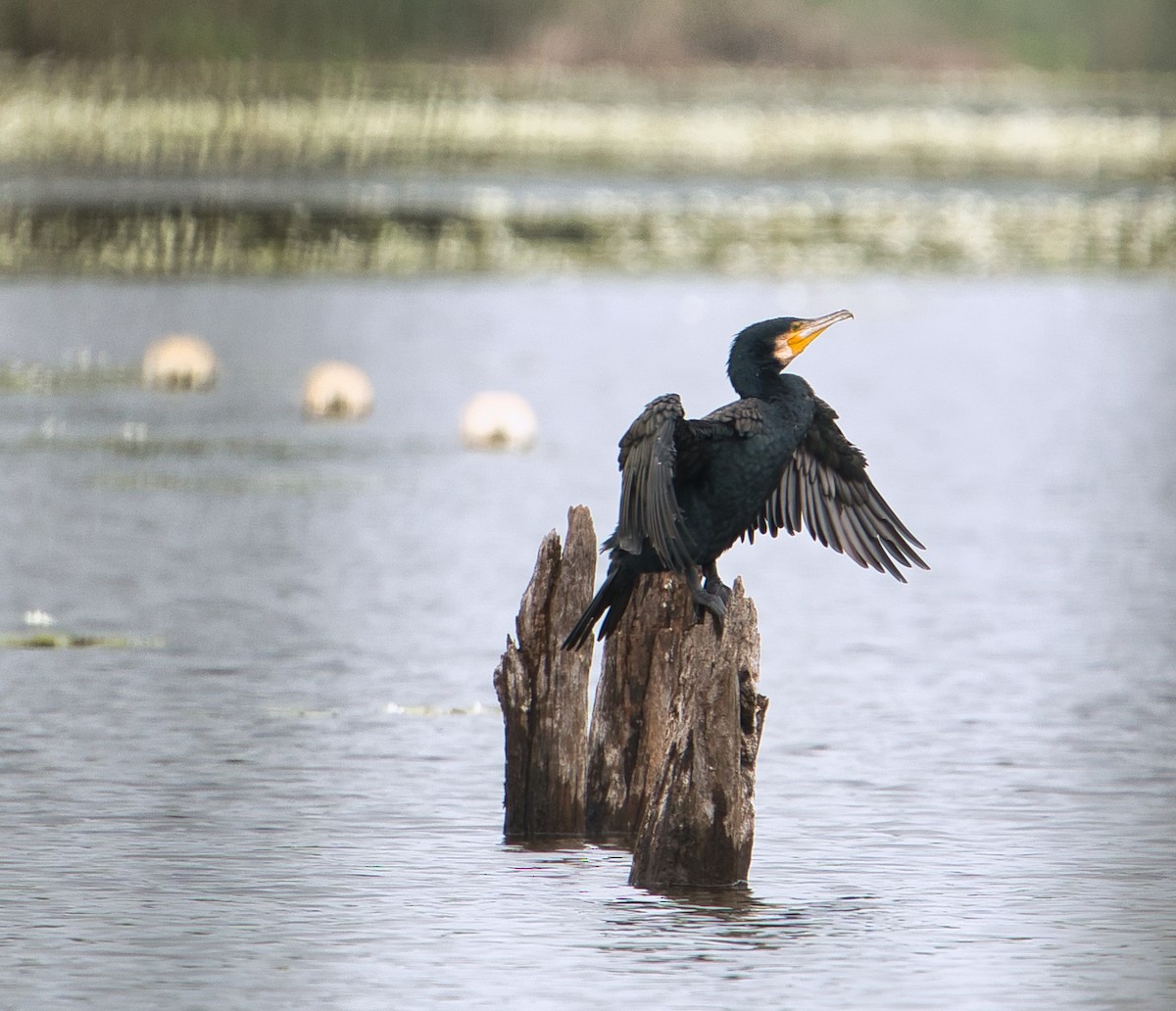 Great Cormorant - Helen Leonard