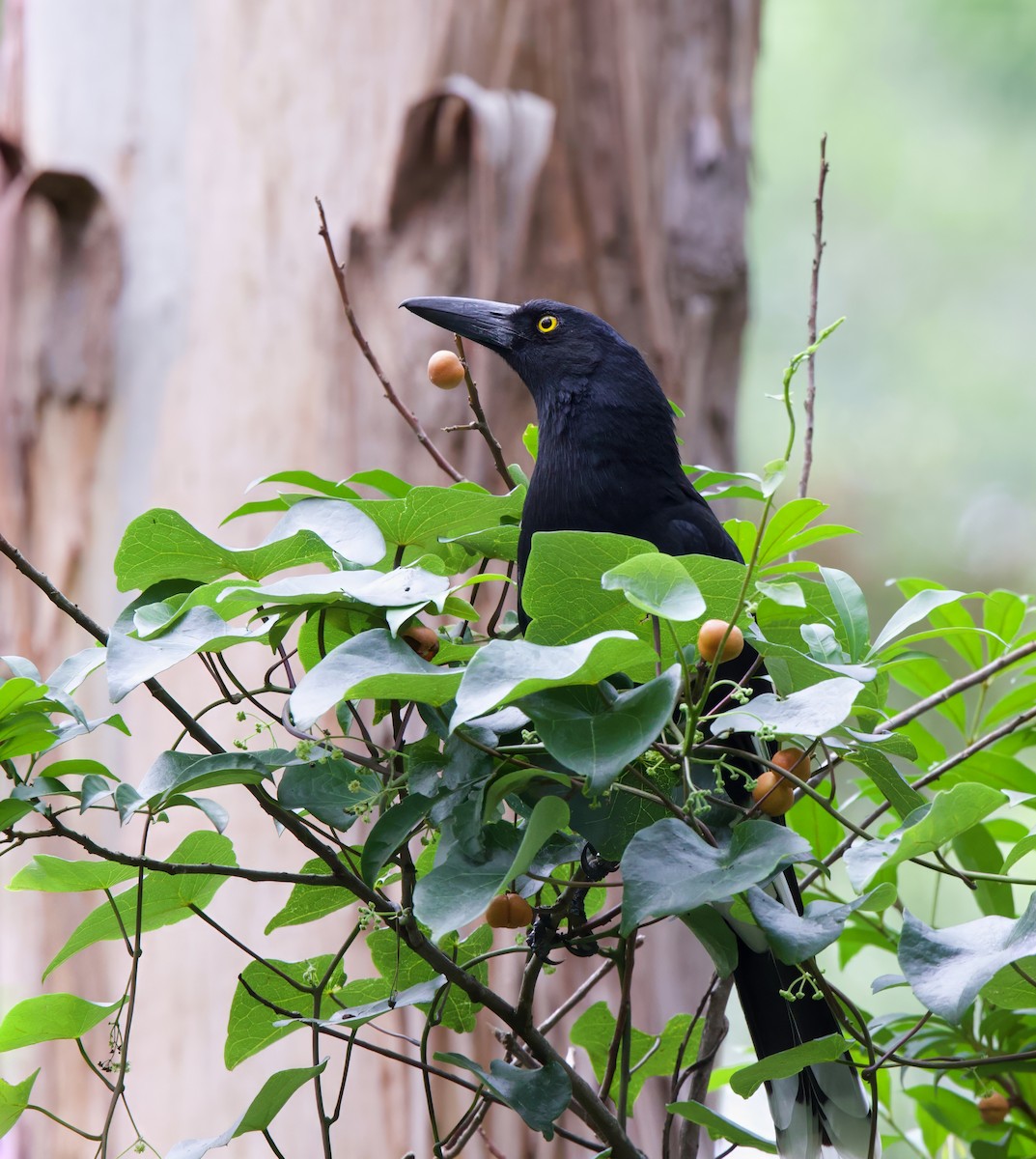 Pied Currawong - ML614594492