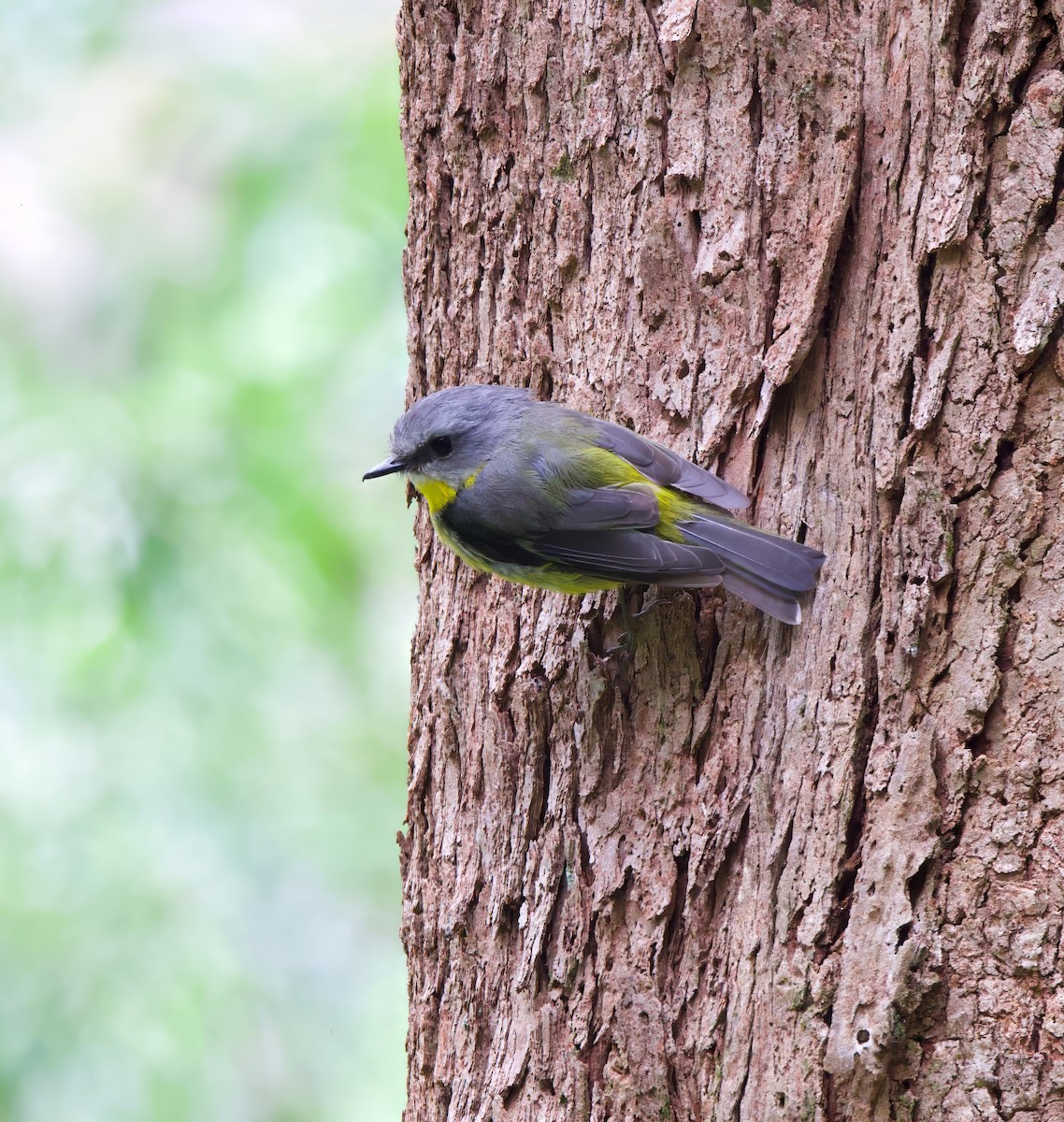 Eastern Yellow Robin - Catherine Kirby