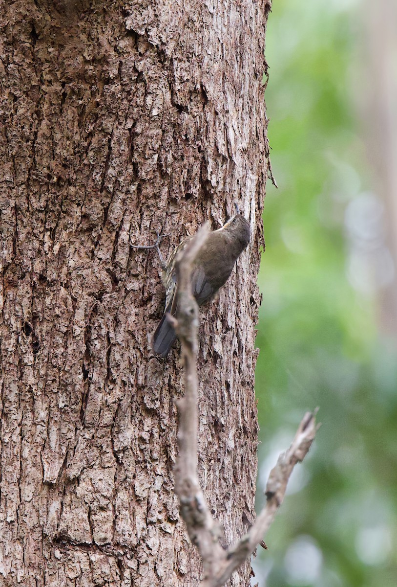 White-throated Treecreeper - ML614594510