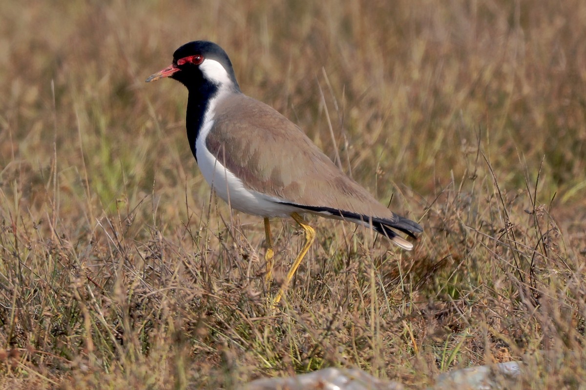 Red-wattled Lapwing - SUBHASH GHULE