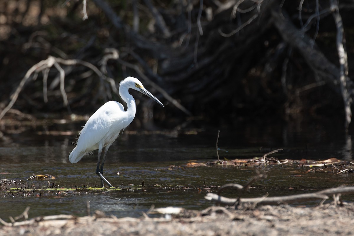 Little Egret (Australasian) - ML614594565