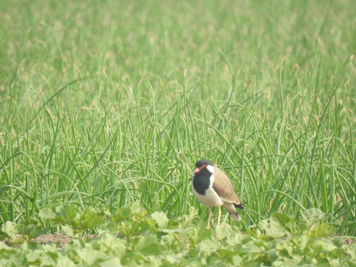 Red-wattled Lapwing - ML614594572