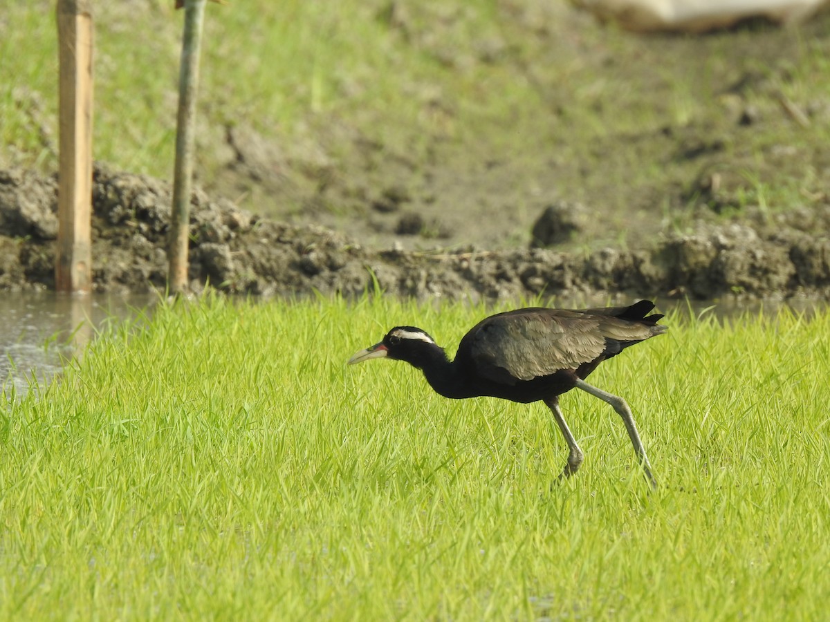 Bronze-winged Jacana - ML614594573