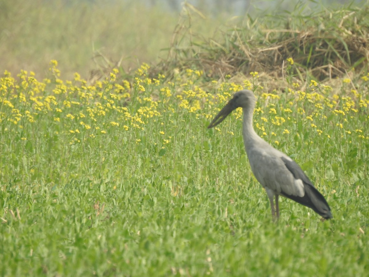 Asian Openbill - ML614594577