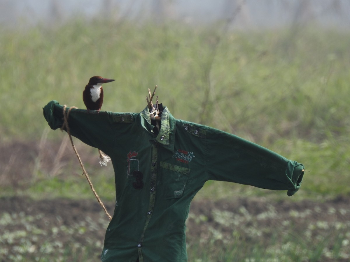 White-throated Kingfisher - ML614594580
