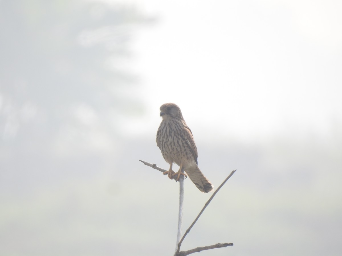 Eurasian Kestrel - ML614594583