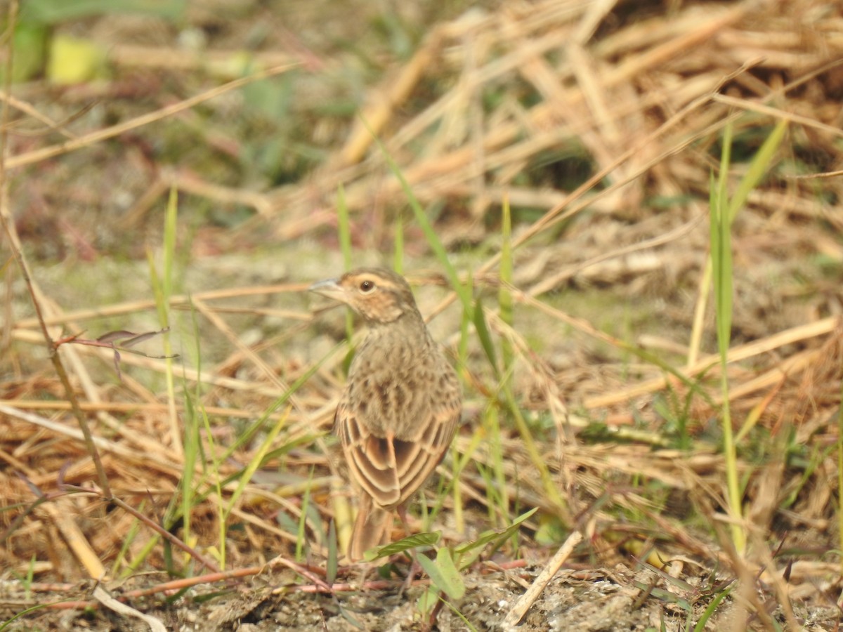 Bengal Bushlark - ML614594589
