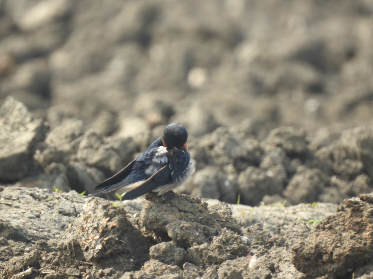 Barn Swallow - Debdeep Pramanik