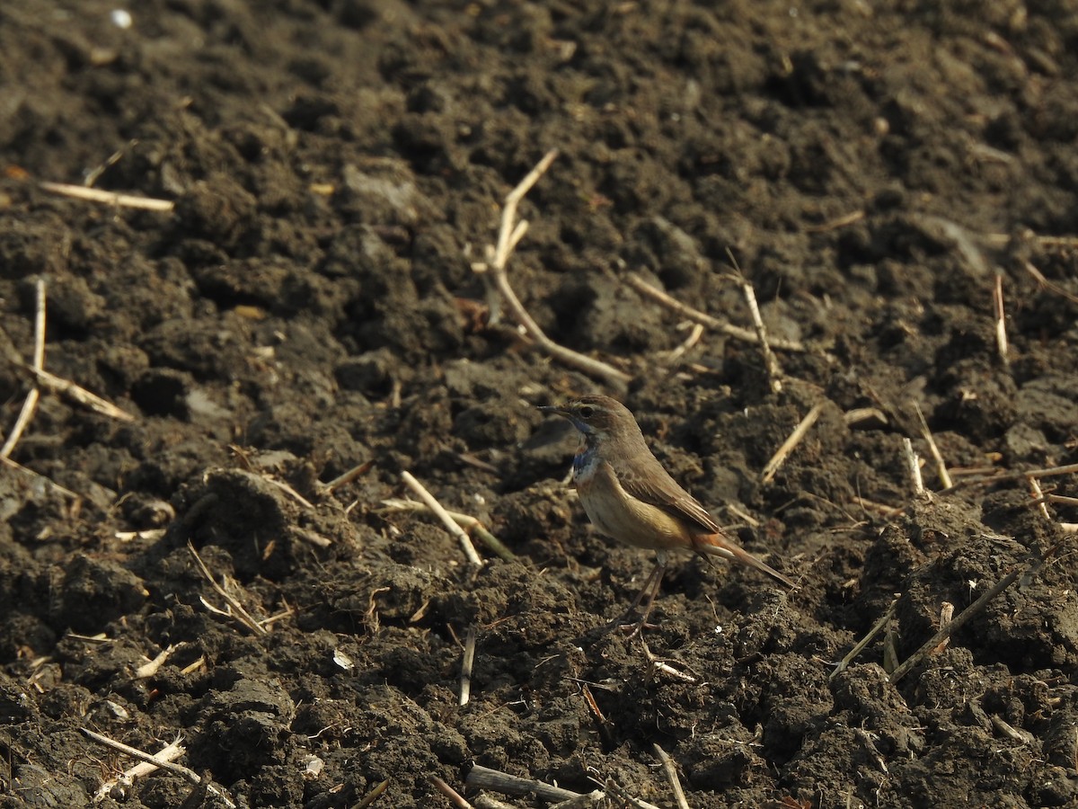 Bluethroat - ML614594598