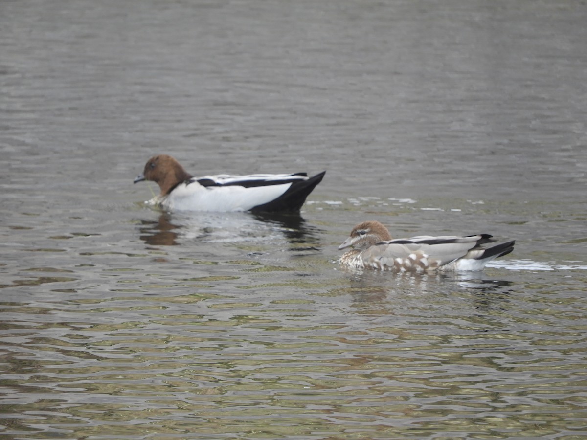 Maned Duck - ML614594612