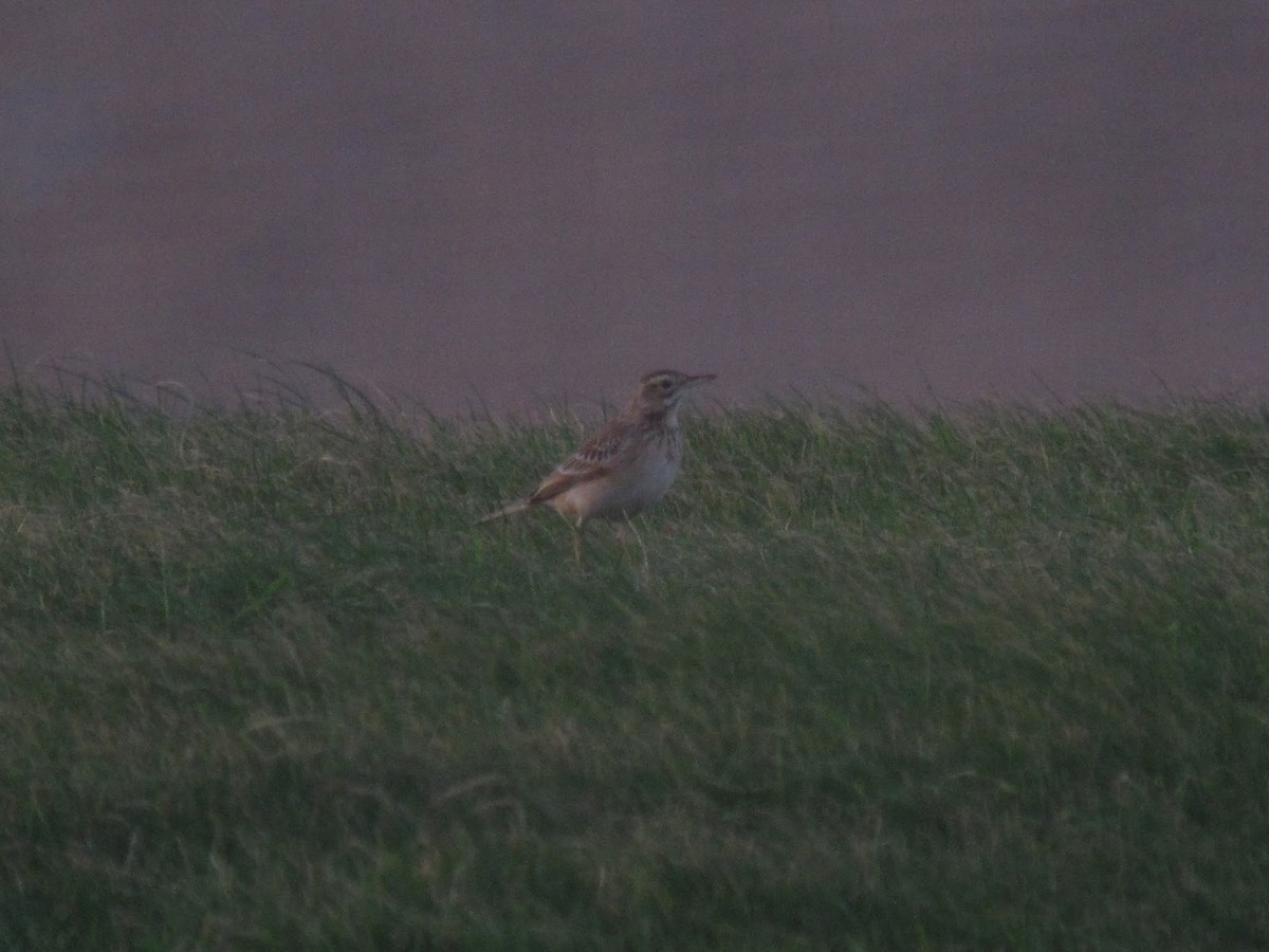 Richard's Pipit - David Campbell