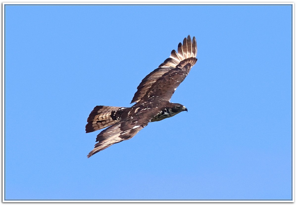 African Hawk-Eagle - ML614594626