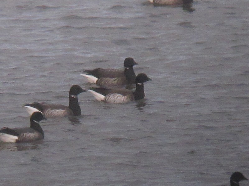 Brant (Atlantic) - ML614594631