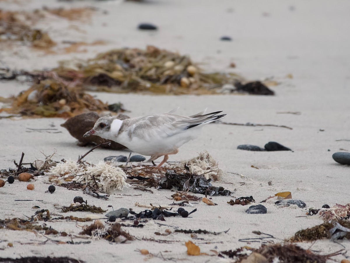 Hooded Plover - ML614594790