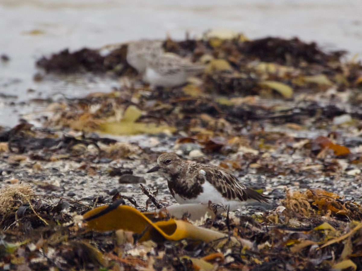 Ruddy Turnstone - ML614594801