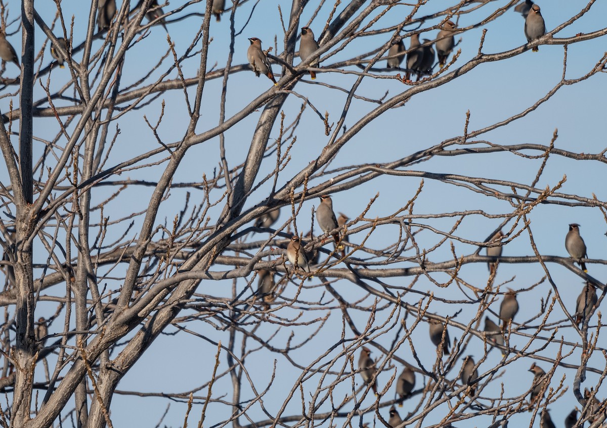 Cedar Waxwing - Annie Lavoie