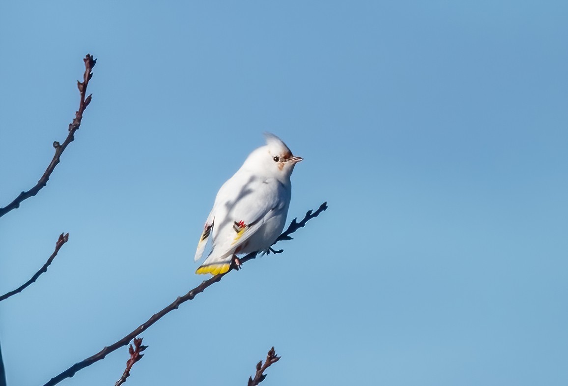 Bohemian Waxwing - Annie Lavoie