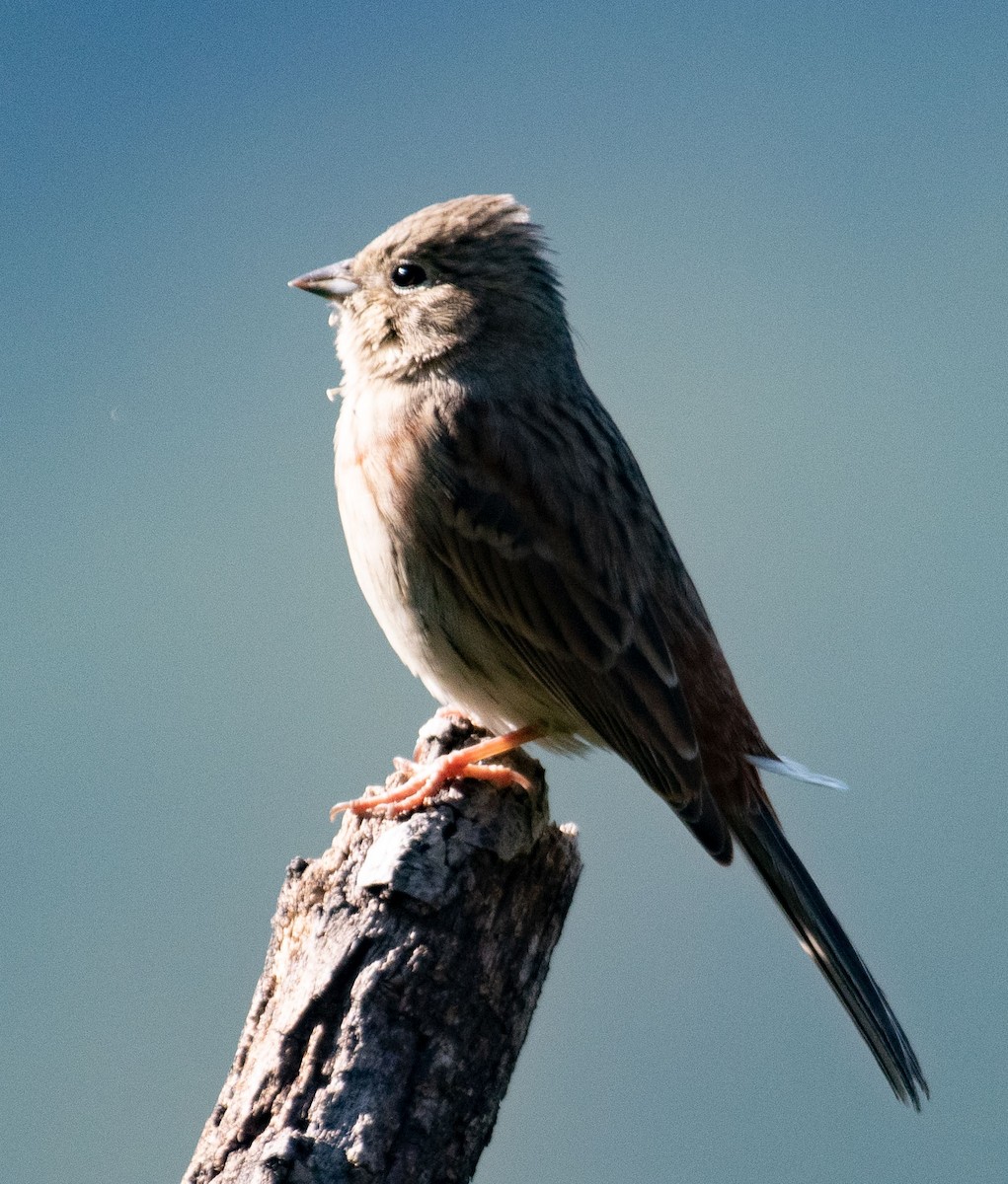 White-capped Bunting - Alok Jaimal