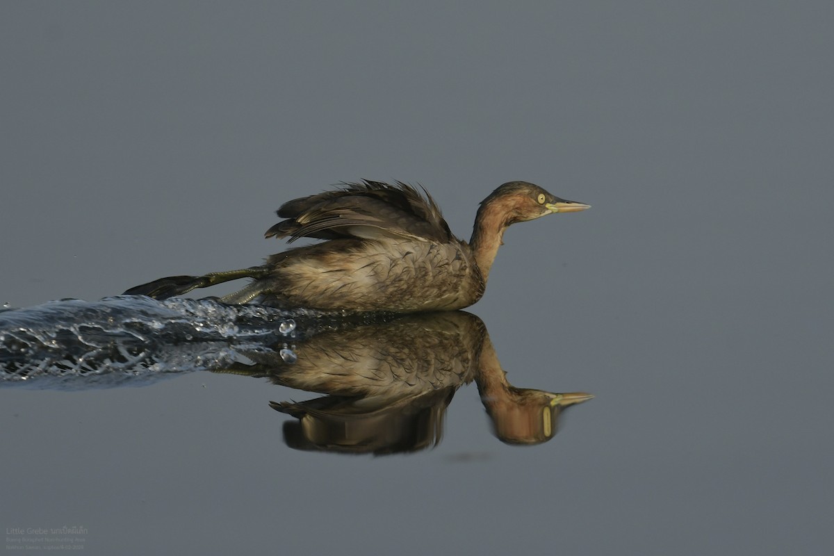 Little Grebe - ML614595013