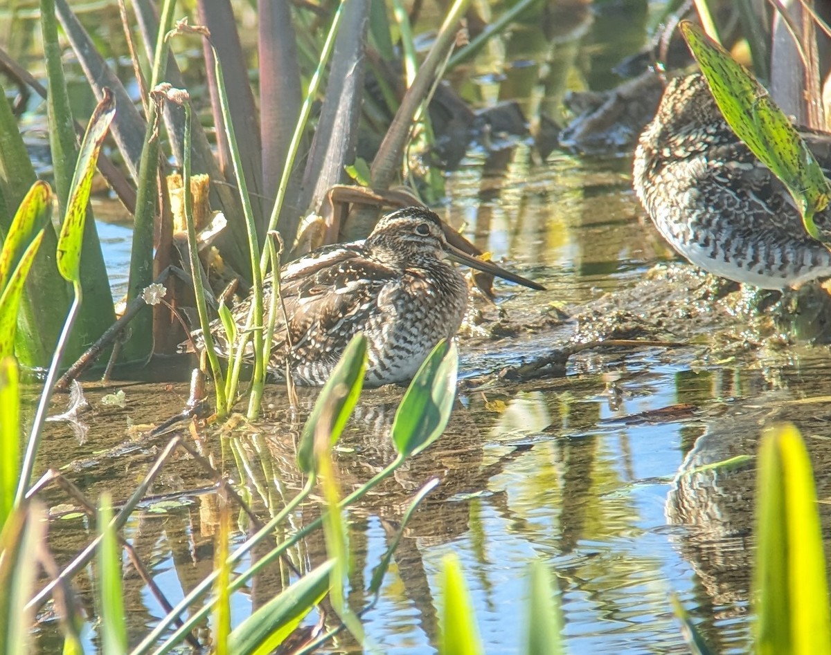 Wilson's Snipe - ML614595069