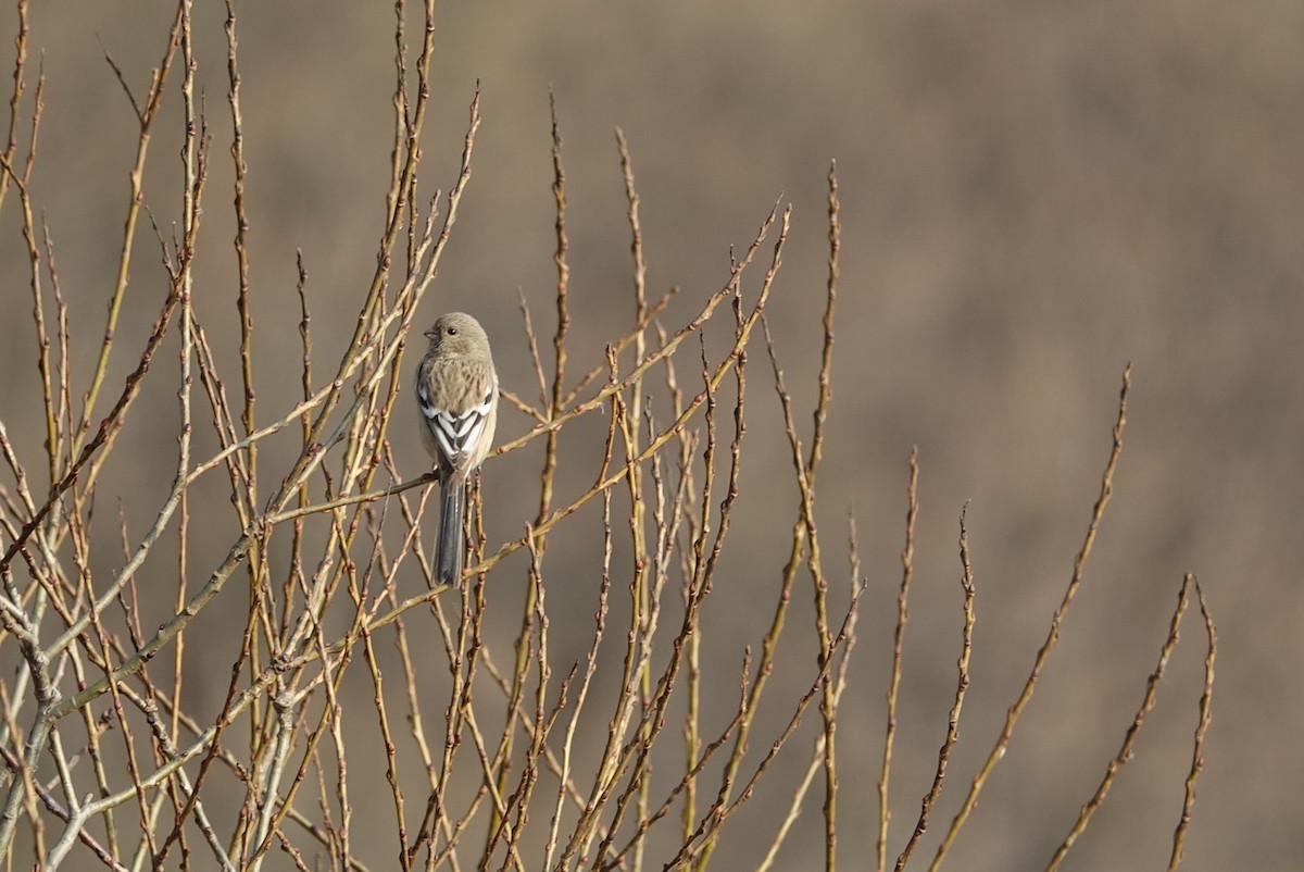 Long-tailed Rosefinch - Unkyung Jeon