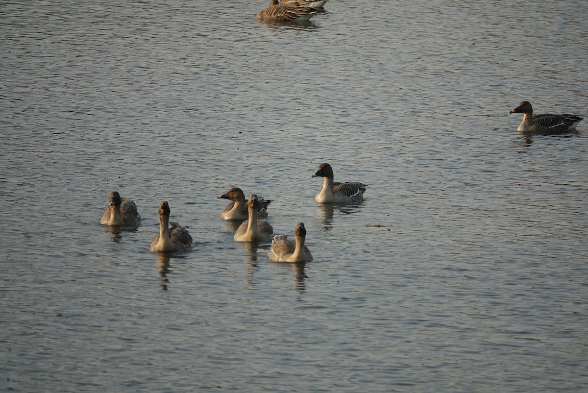 Taiga Bean-Goose - ML614595091