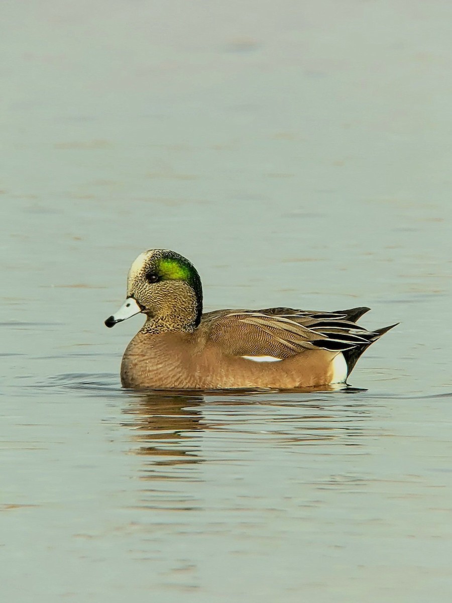 American Wigeon - Toby Carter