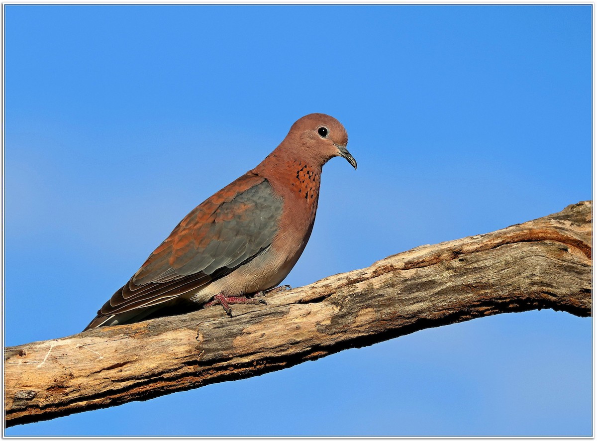 Laughing Dove - ML614595181