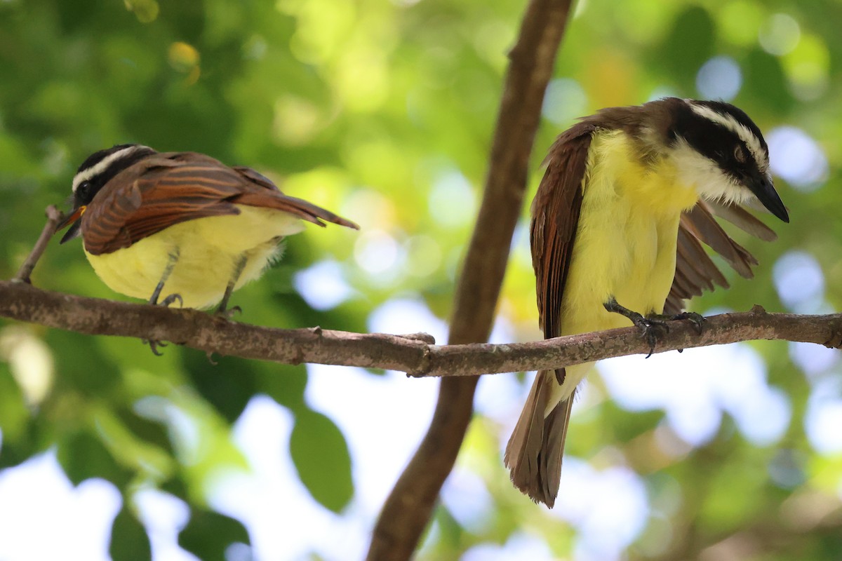 Great Kiskadee - Mark Miller