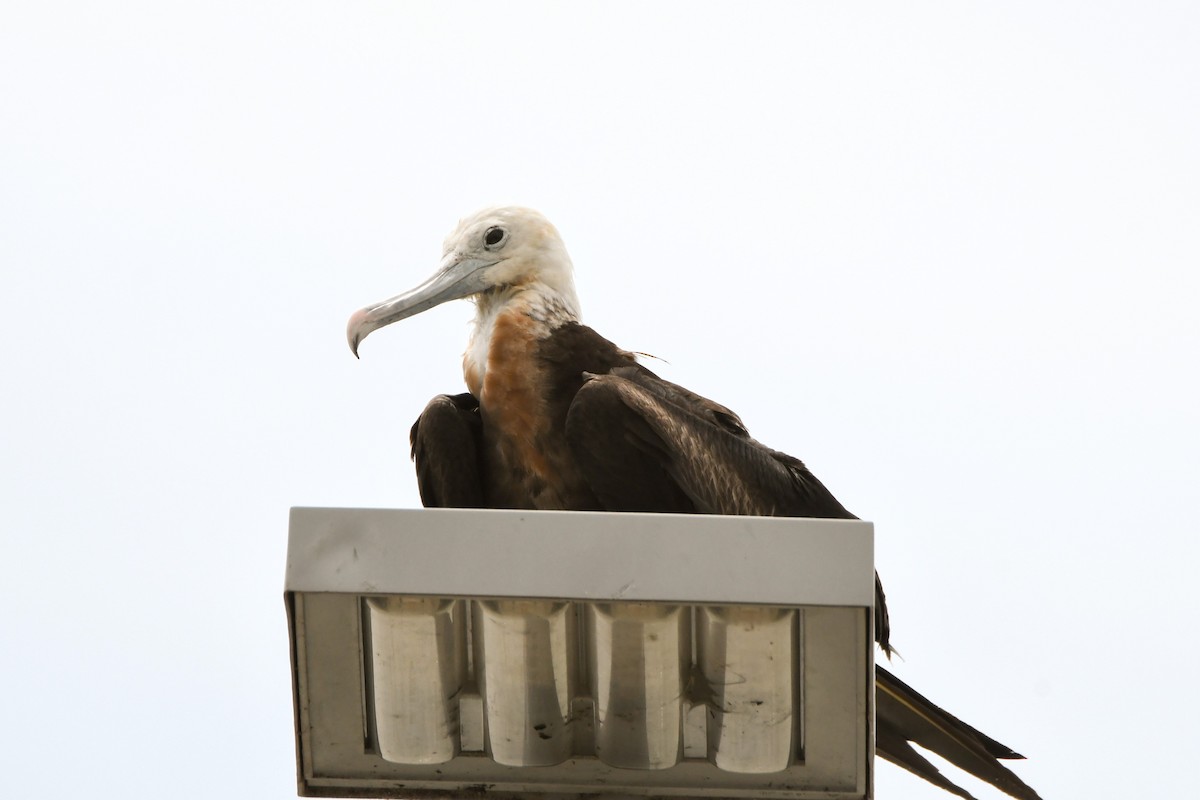 Great Frigatebird - ML614595226