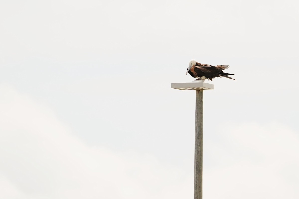 Great Frigatebird - ML614595229