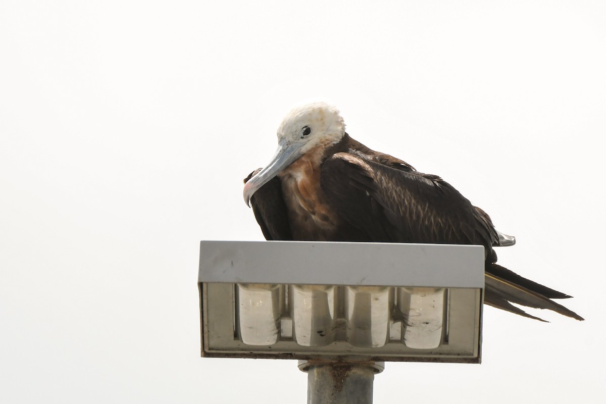 Great Frigatebird - Trevor Ross