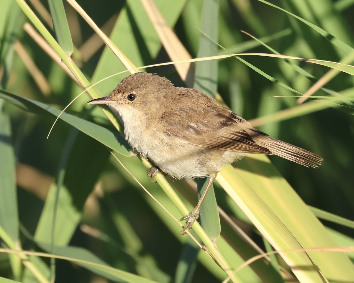 Common Reed Warbler (African) - ML614595268